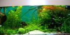 Günstige Aquarienpflanzen